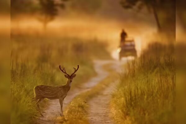 10 Destinations in Uttar Pradesh and Bihar Every Wildlife Enthusiast Should Visit