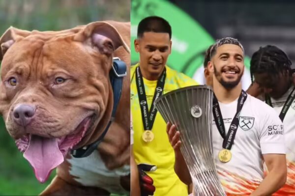 Footballer Penalized ₹14 Lakh After ‘Banned’ Pet Dog Attacks Man: Golden Retriever Incident | Football Update