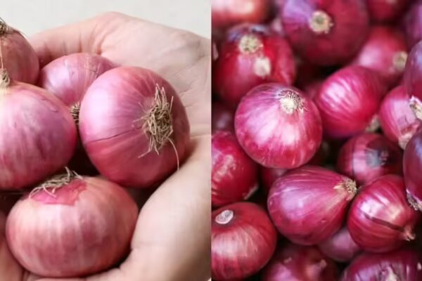 Desi vs Red Onion: Which Type of Indian Onion is Superior for Combating Inflammation and Enhancing Health?