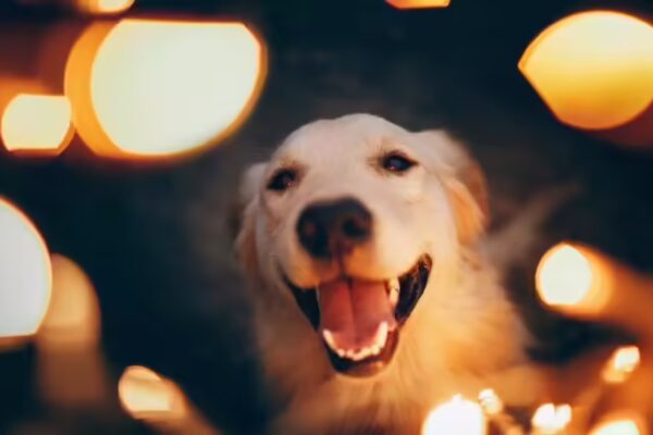 Understanding Why Dogs Become Restless During Diwali: The Impact of Noise on Their Minds